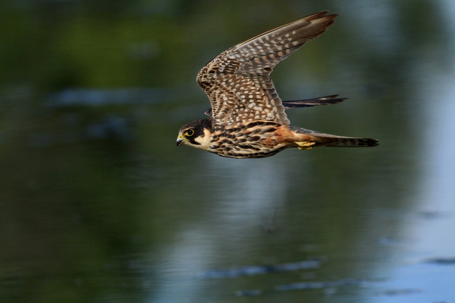 Ad ali spiegate, il sogno di Icaro.